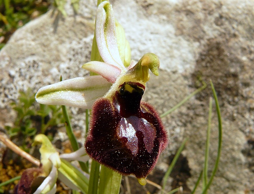 Ophrys biscutella